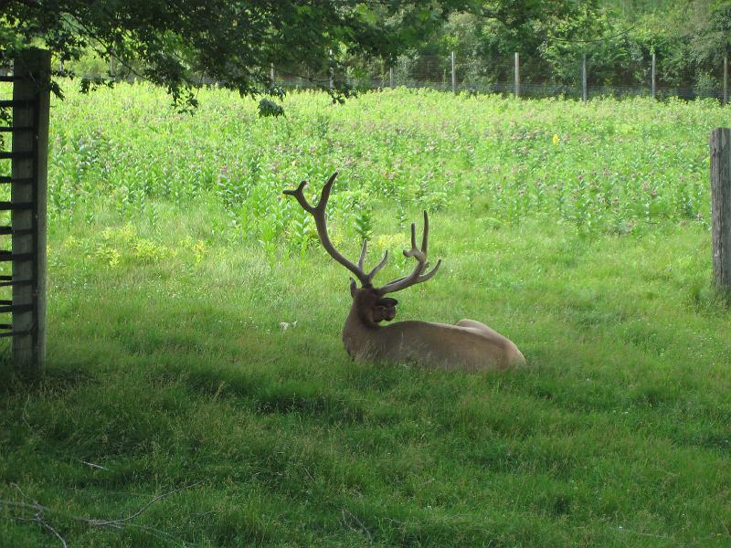 IMG_2424.JPG - At the Oxbow Zoo near Rochester, MN
