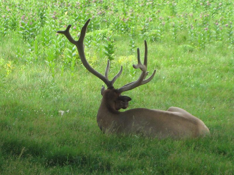 IMG_2425.JPG - At the Oxbow Zoo near Rochester, MN